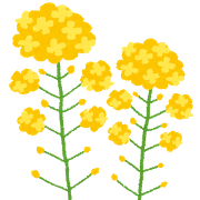 菜の花