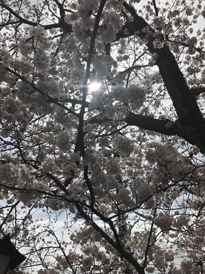 藤原京の桜