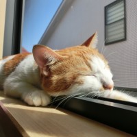 不眠症アイコン