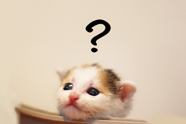 猫さん