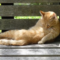 猫背アイコン
