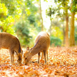 頸椎ヘルニアアイコン