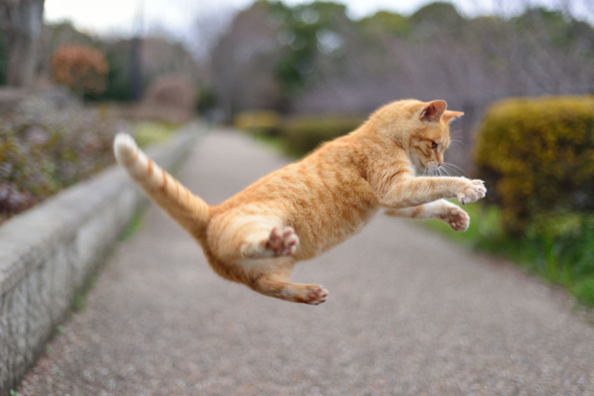 猫ジャンプ