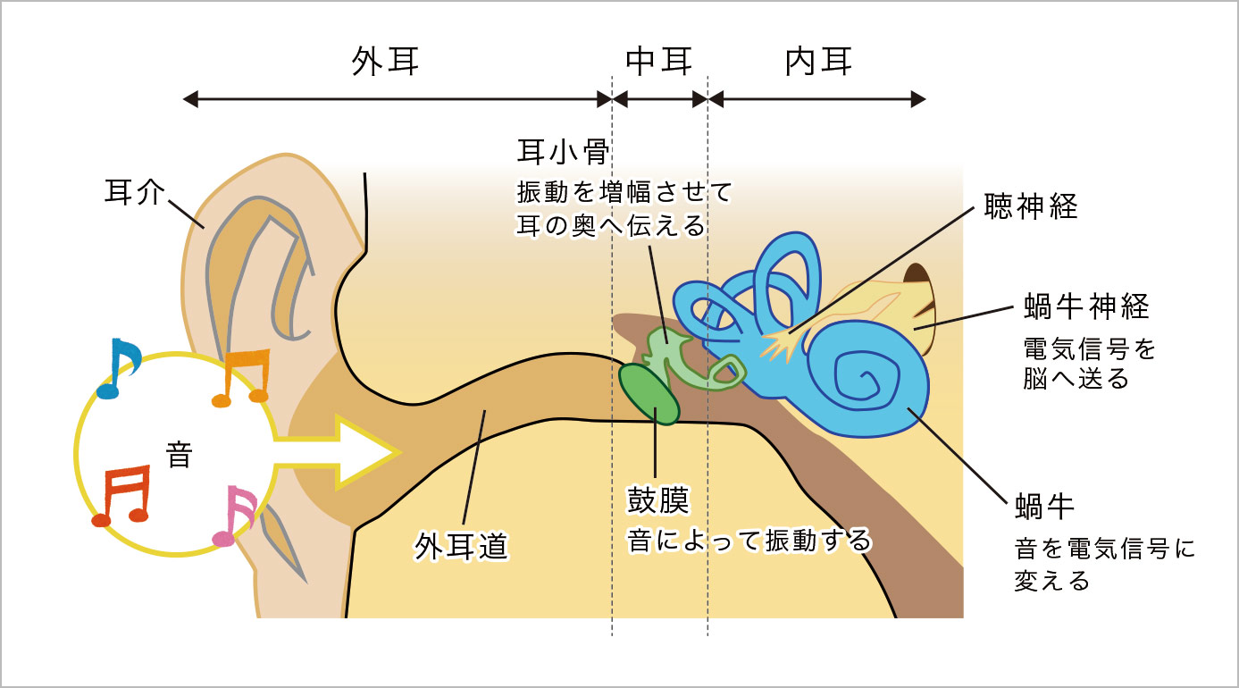 耳の構造